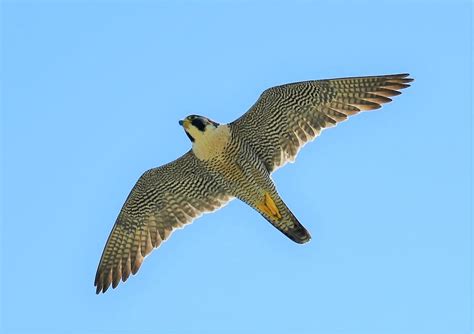 Peregrine Falcon In Flight Photograph By Jo Ann Matthews