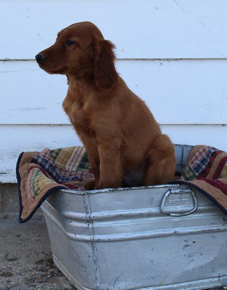 We are now taking deposits available at eight weeks on september second. Spencer - A brave male AKC Irish Setter puppy in ...