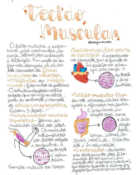 Resumo Tecido Muscular Como Estudar Anatomia Tecidos Do Corpo Humano