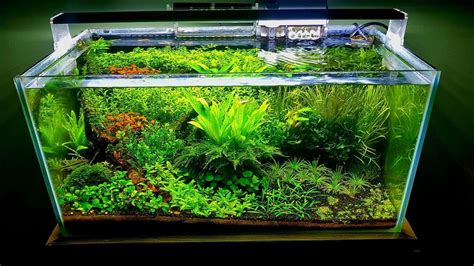 Aquascaping For Beginners A Step By Step Guide Expert Aquarist