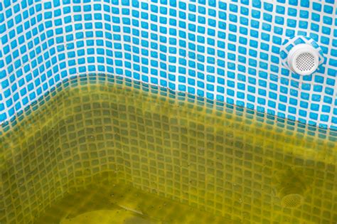 How To Identify Different Types Of Algae In Your Pool Pool Cleaning Sg