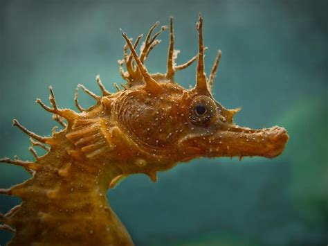 Curiosidades Y Fotos De Animales Caballito De Mar