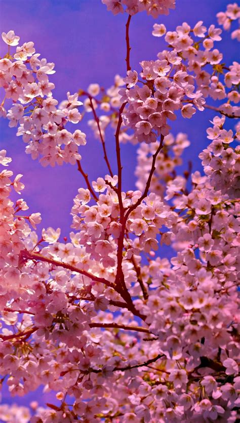 Cherry Blossom Tree Branches 4k Hd Flowers 4k Wallpap