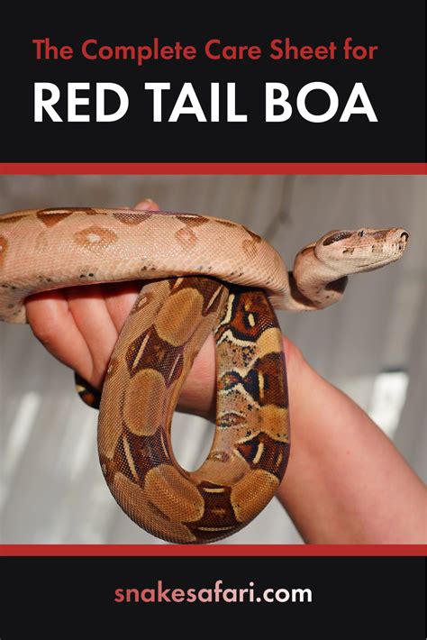 Red Tailed Boa Being Held Red Tail Boa Boa Constrictor Tailed