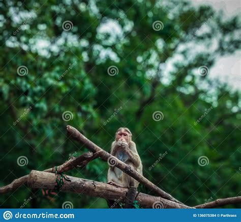 Brownish Monkey Portrait While Eating Something Stock Photo Image Of