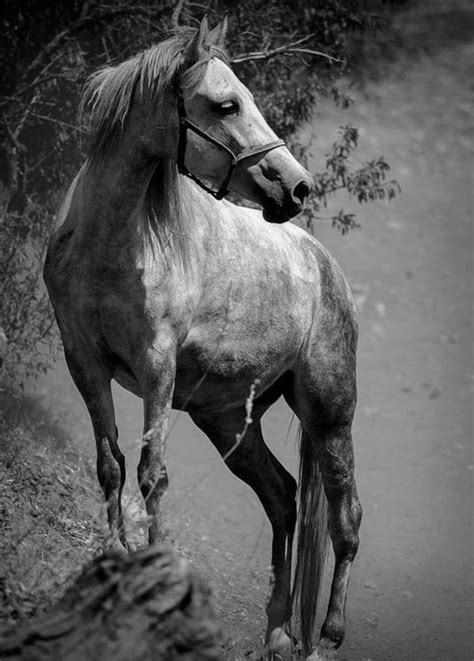 صورة حصان عربي. - صور