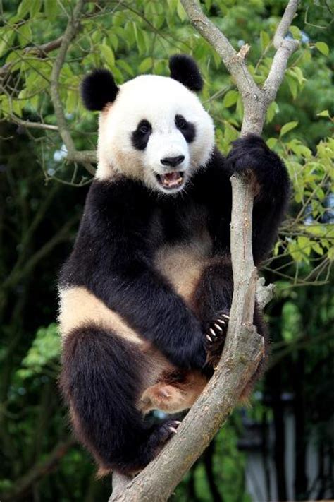 Giant Pandas Play On Trees At Park In E China Cn