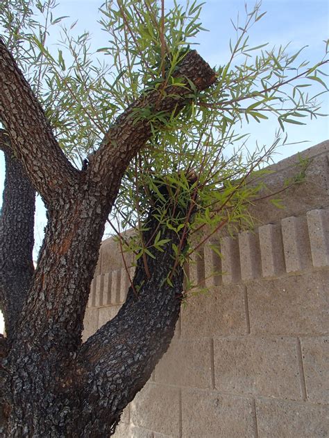 Vattenvisa husägare gillar trädet för dess torktolerans. Xtremehorticulture of the Desert: Why Does My Sumac Have ...