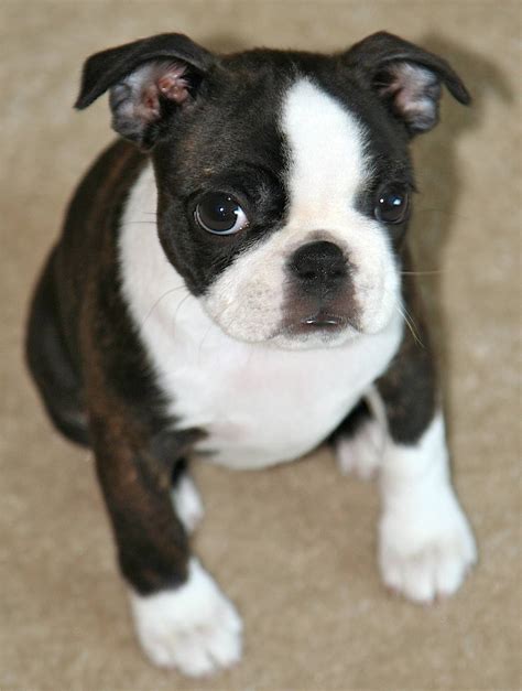 If you obtain your boxer from a professional boxer breeder they will most certainly tell you which bloodlines they the written breed standards for many clubs can be applied to all 3 styles of boxers. Miniature Boston Terrier Puppies Picture - Dog Breeders Guide