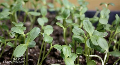 Edible flowers are gaining increasing popularity as cake toppers. Edible sunflower microgreens