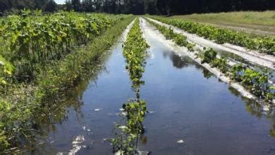 Compaction of agricultural soils is a concern for many agricultural soil scientists and farmers since soil compaction, due to heavy field traffic, has resulted in yield reduction of most agronomic crops throughout the world. Managing soil compaction after excessively wet conditions ...