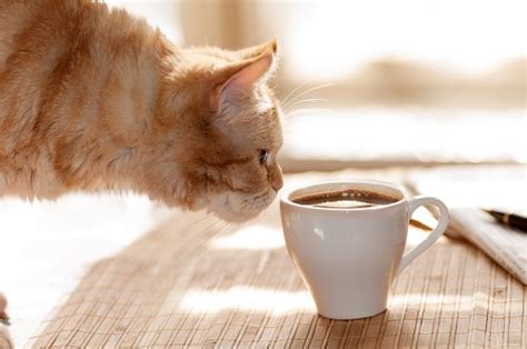 Do Cats Like Coffee Caffeine Safety And Your Feline