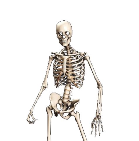 Skeleton Png Skeleton Transparent Background Freeiconspng