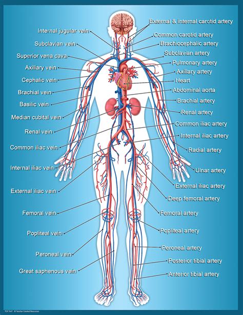Circulatory System Diagram And Functions