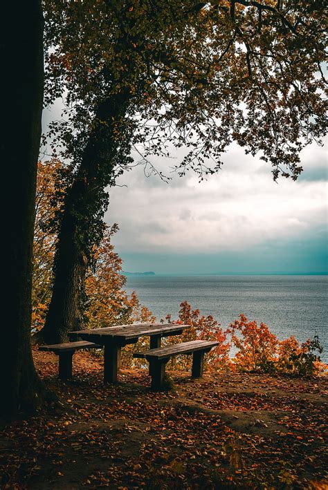 Nature Trees Autumn Sea Shore Bank Table Foliage Benches Hd