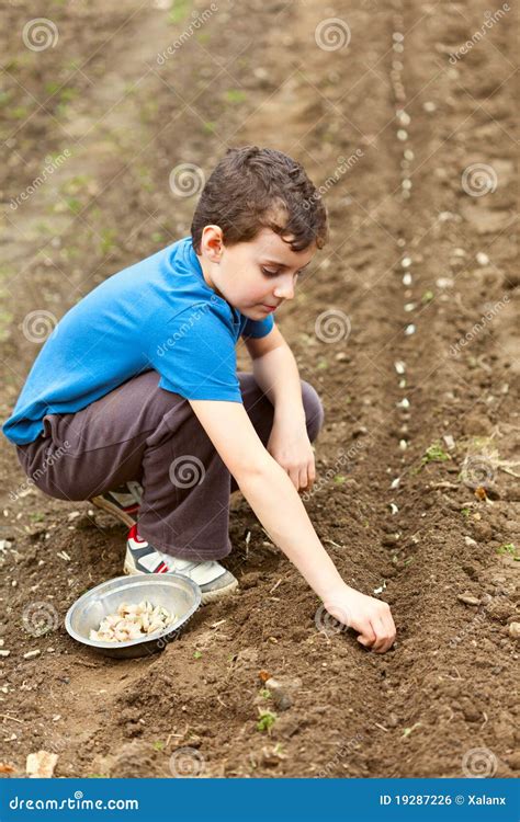 Cute Kid Planting Garlic Stock Photo Image Of Rural 19287226