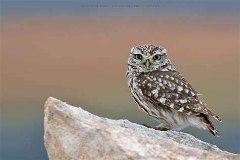 Civetta Little Owl Juzaphoto