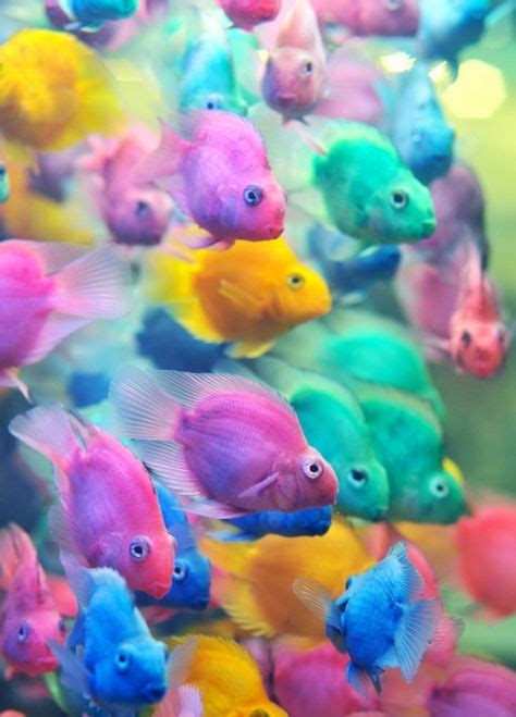 40 Best Glofish And Tanks Ideas Glofish Glofish Tank Aquarium Fish