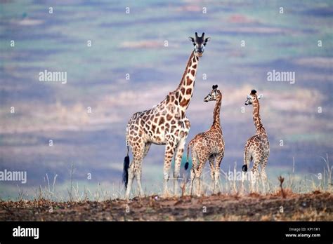 Rothschild Es La Madre Y La Cría De Jirafa Giraffa Camelopardalis