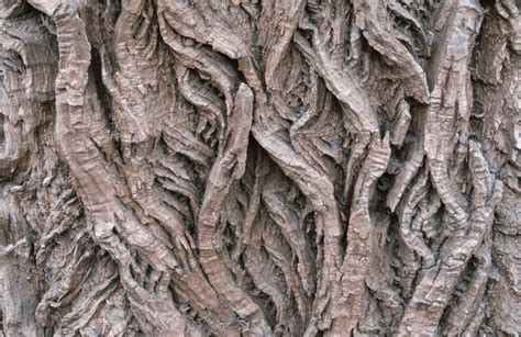 Willow Bark Benefits Side Effects Dosage Interactions