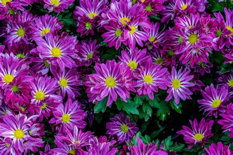 Purple Chrysanthemum Flowers Stock Image Image Of Color Beauty 83208847