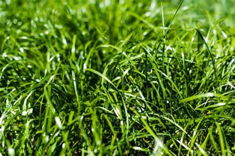 What Is The Fastest Growing Grass In The World Obsessed Lawn