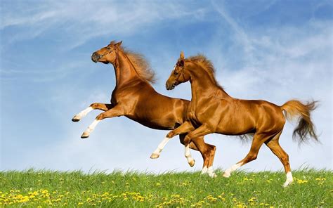 Two Beautiful Brown Horse Image Hd Wallpapers
