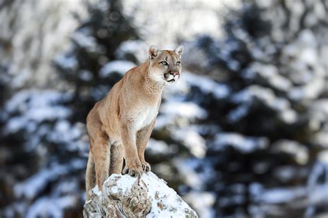 ghost cat the eastern cougar no longer needs protection because it s officially extinct