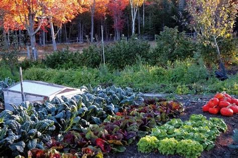 Fall Vegetable Garden Bob Vila