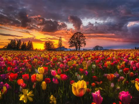 Wallpaper Beautiful Tulip Fields At Sunset Houses Trees Clouds
