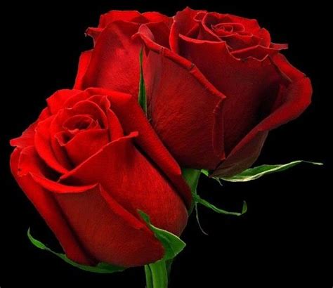 10 Sementes De Rosa Vermelhas Holandesa Frete Gratis R 1490 Em