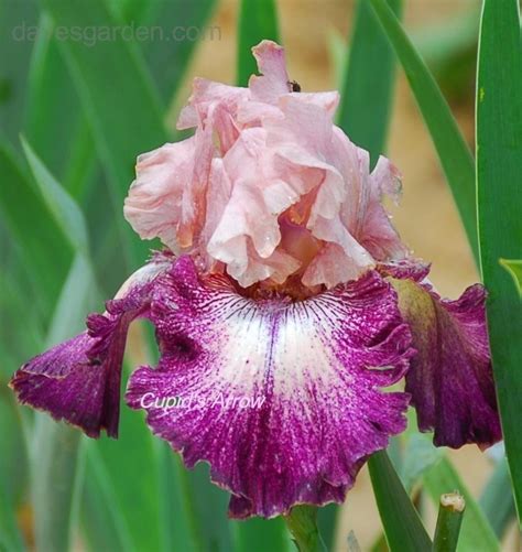 Plantfiles Pictures Tall Bearded Iris Cupid S Arrow Iris By Greenorchid