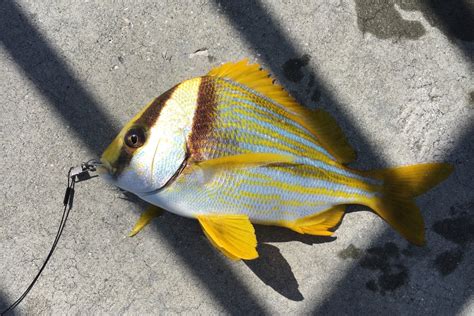 The Porkfish Whats That Fish