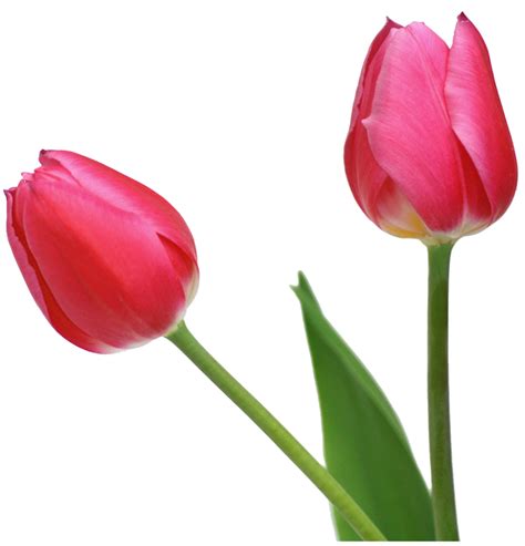 Two Red Tulips At White Background Free Image Download
