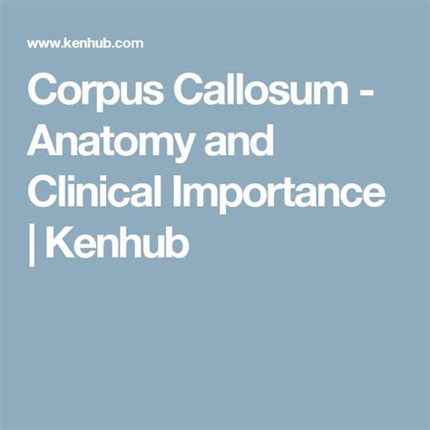 Corpus Callosum Corpus Callosum Corpus Anatomy
