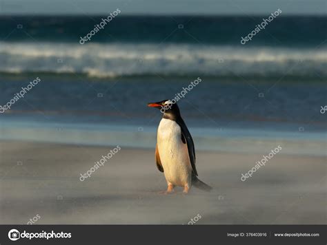 / todo lo que necesitás saber sobre islas malvinas en argentina y en el mundo. Pingüino Gentoo Una Playa Arena Islas Malvinas — Foto de ...