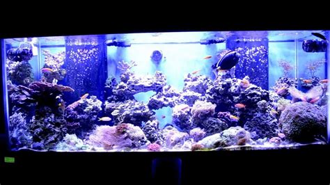 210 Gallon Saltwater Aquarium W 4 X Aqua Illumination