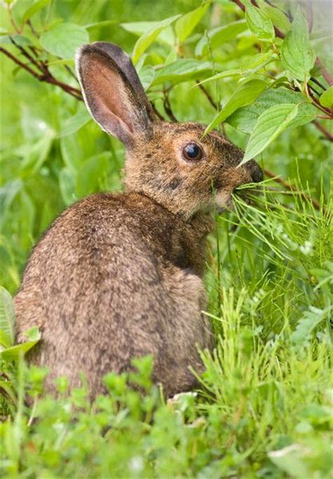 Snowshoe hare the snowshoe hare (lepus americanus) is also called the 'varying hare'. Snowshoe Hare - Animal Facts and Information
