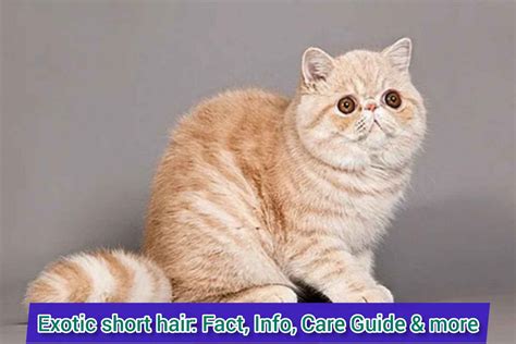 Animals City Exotic Short Hair Fact Info Care Guide And More