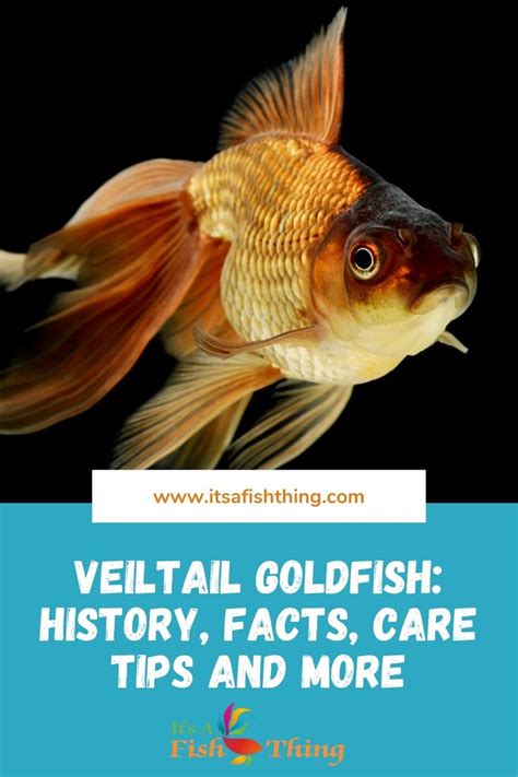 Veiltail Goldfish History Facts Care Tips And More In 2021