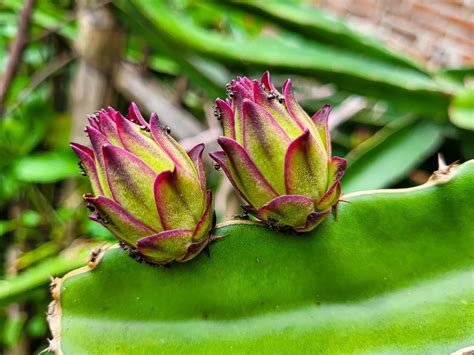 How To Grow Dragon Fruit From Seeds & Cuttings - Pitaya Growing Guide