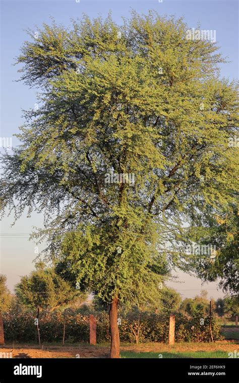 A Big Acacia Tree Or Babul Tree Stands In The Field India Asia Stock