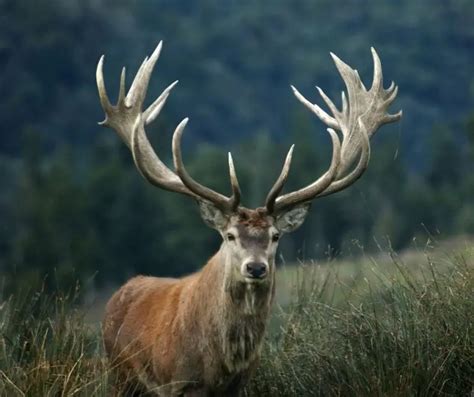 Types Of Deer Chart In English