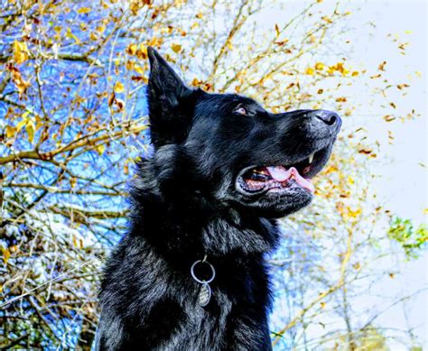 The Black German Shepherd A Complete Breed Guide The German Shepherder