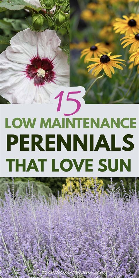 Full Sun Perennials 15 Beautiful Low Maintenance Plants That Thrive In