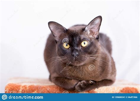 In burmese it is sable or seal sepia and in american tonkinese it is cinnamon or natural mink. Brown Burmese Cat With Chocolate Fur Color And Yellow Eyes ...