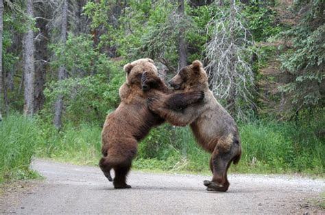 Photos Two Brown Bears Duke It Out In Katmai National Park
