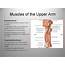 Deep Muscles Of The Thorax Anterior Upper Arm