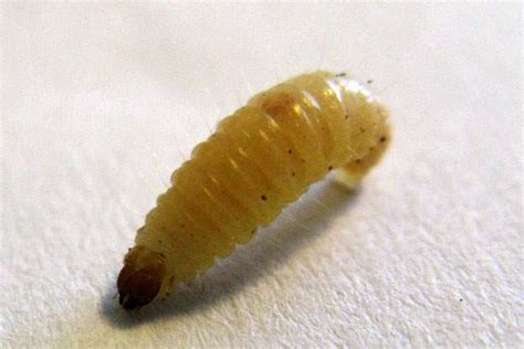Maggot Therapy And Modern Medicine A Moment Of Science Indiana