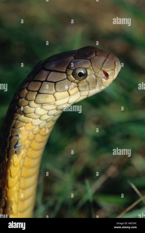 King Cobra Snake Green Grass Hi Res Stock Photography And Images Alamy